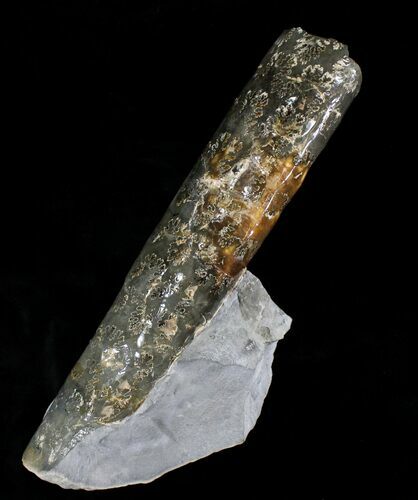 Free-Standing Fossil Baculite - Pierre Shale #22795